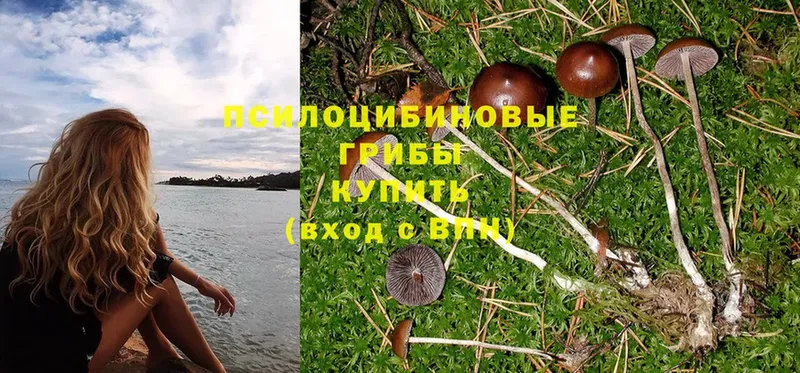 Псилоцибиновые грибы Psilocybe  Таганрог 